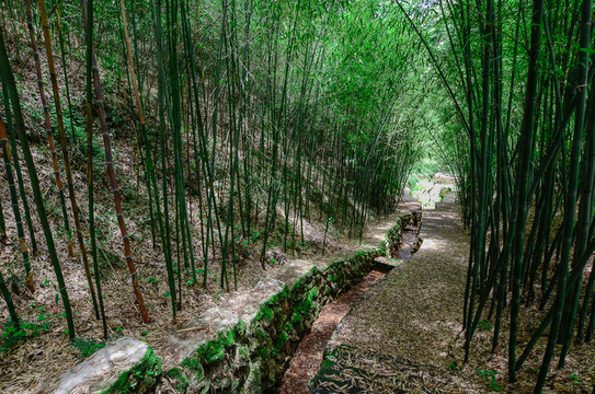 竹海林蔭道