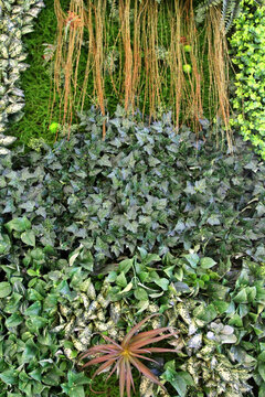植物墻 綠葉背景 綠化墻 花紋