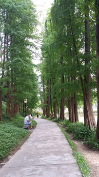 水杉樹