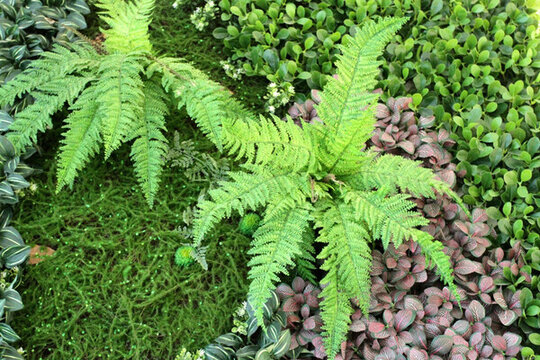 植物墻 綠葉背景 綠化墻 花紋