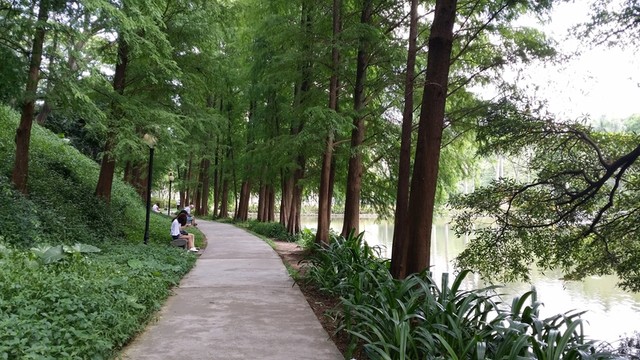 水杉樹