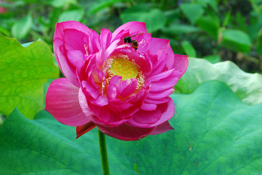 荷花
