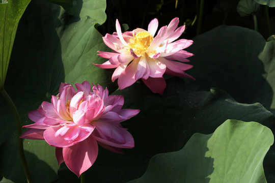 荷花