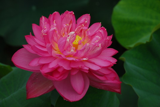 紅荷花