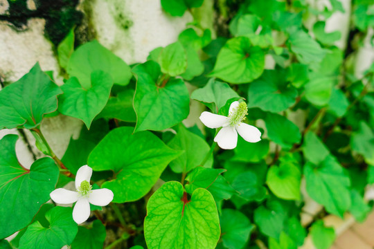 魚腥草蔬菜墻綠植墻