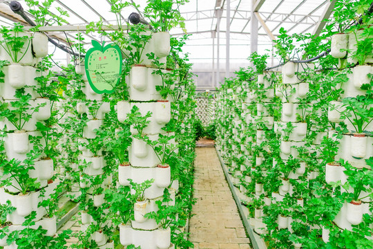 西芹蔬菜墻綠植墻