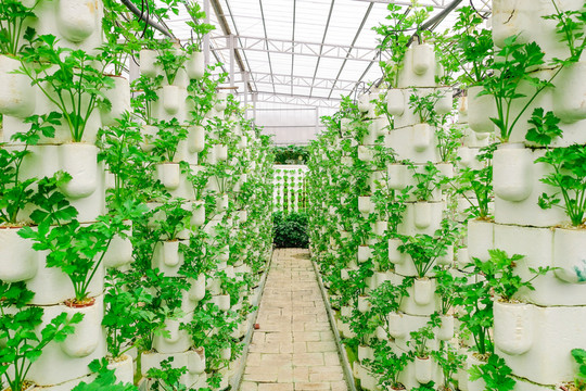 西芹蔬菜墻綠植墻