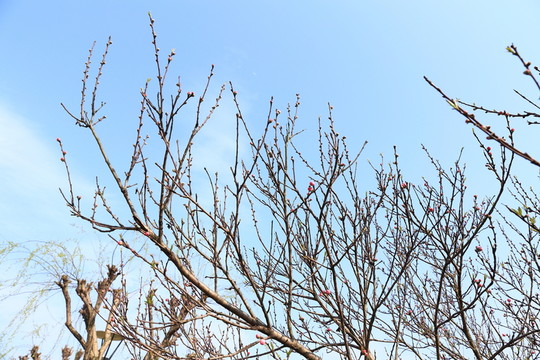 樹枝