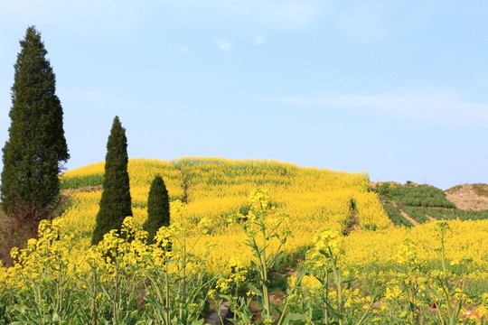 油菜花田