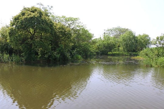 濕地風(fēng)景