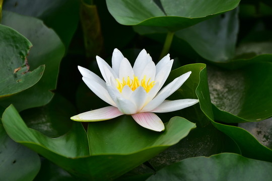 蓮花