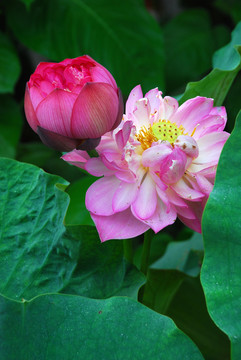 蓮花 多瓣  名貴蓮花