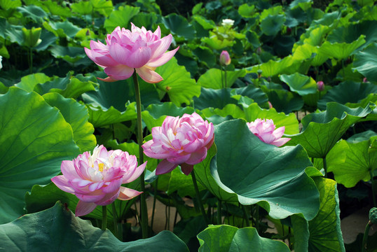 荷花池  荷花園