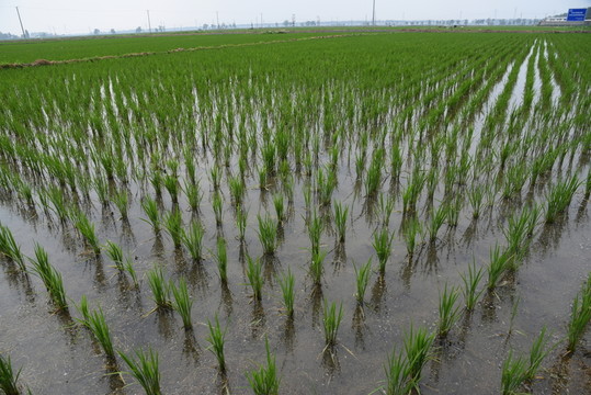 水稻田地