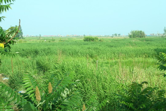 田園