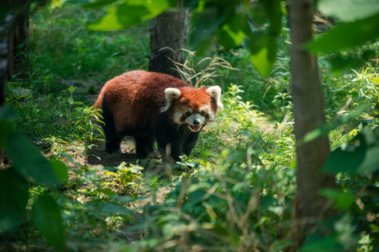 小熊貓