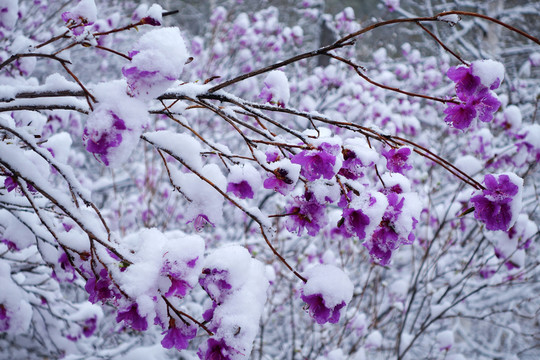 杜鵑花春雪