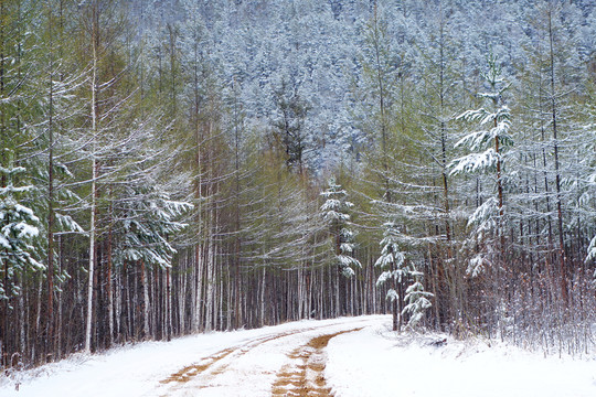 山林公路春雪