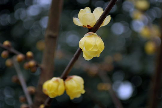 梅花