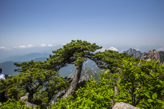黃山奇松