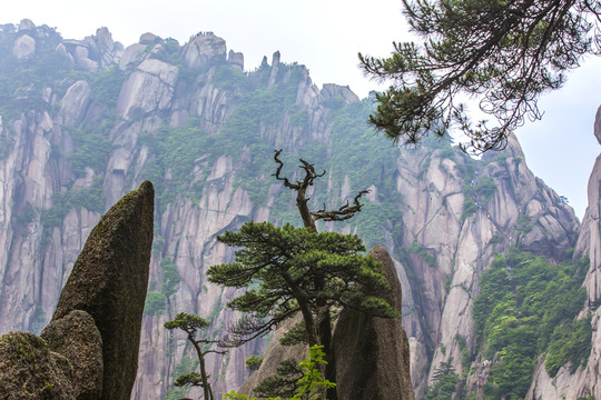 黃山奇松怪石