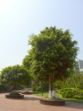 綠色植物