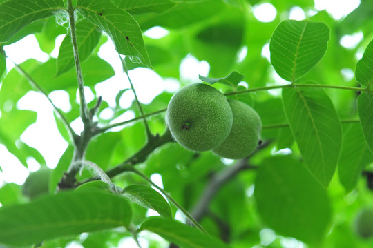 青核桃 核桃樹(shù)