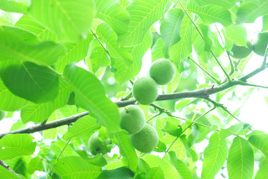 青核桃 核桃樹 核桃園
