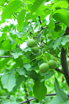 果園  核桃園  核桃樹