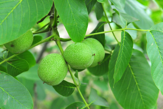 核桃園  核桃樹  青核桃
