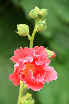 紅花