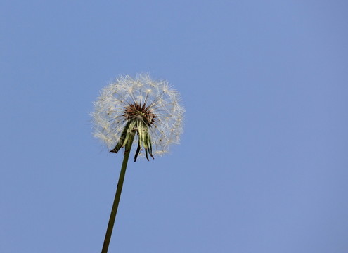 蒲公英