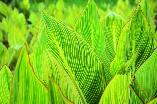 葉子紋理 大闊葉子