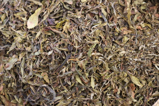 麻黑茶葉
