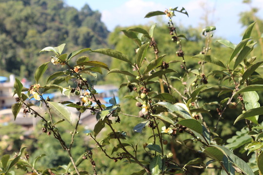 麻黑古樹(shù)茶