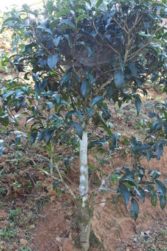 易武生態(tài)茶