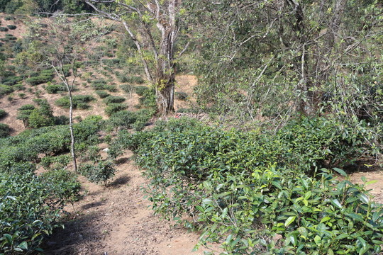麻黑茶園