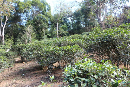 易武茶園