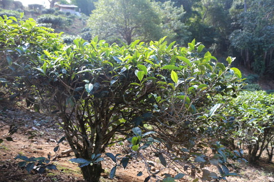 易武茶園