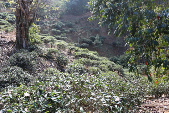 易武麻黑生態(tài)茶園