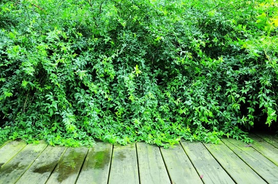 綠植背景