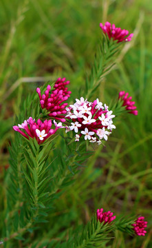 山花