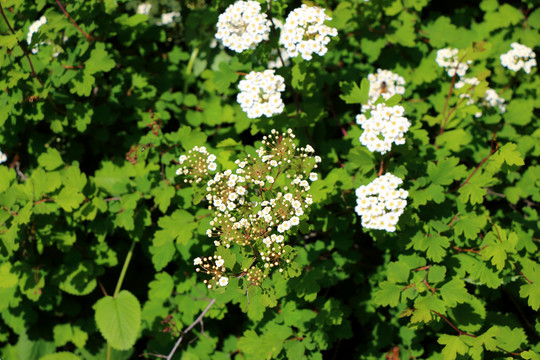 山花