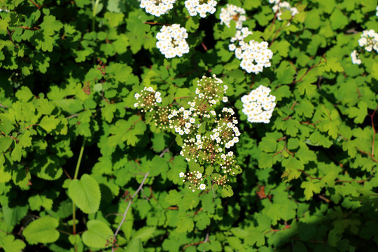 山花