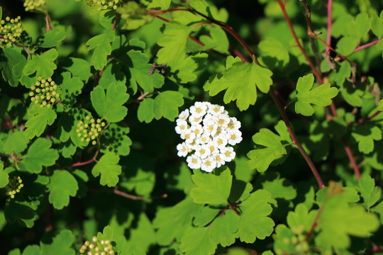 山花