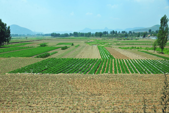 田野  田野大圖