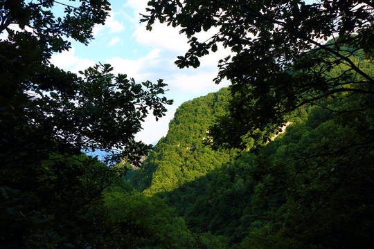 山林