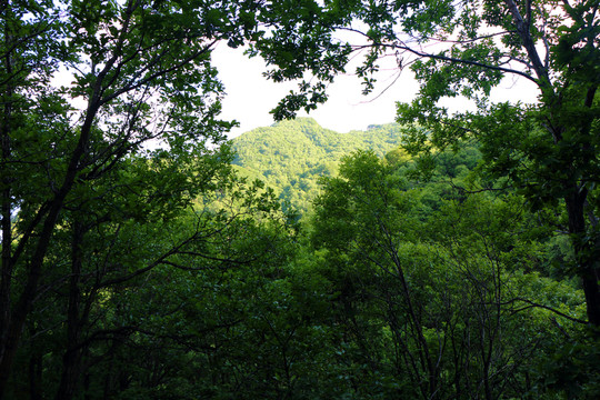 山林