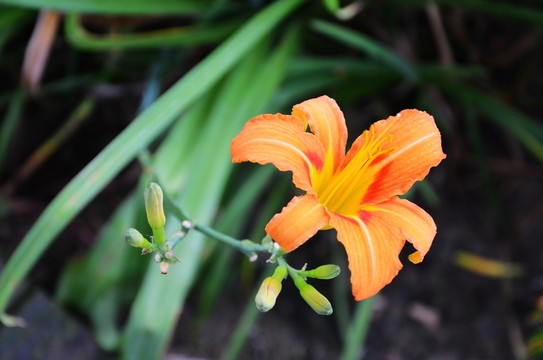萱草