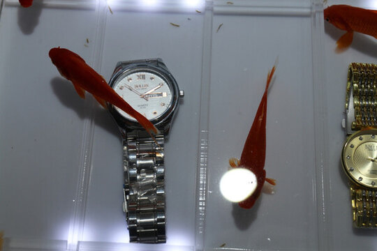 手表 防水手表 金魚 飾品